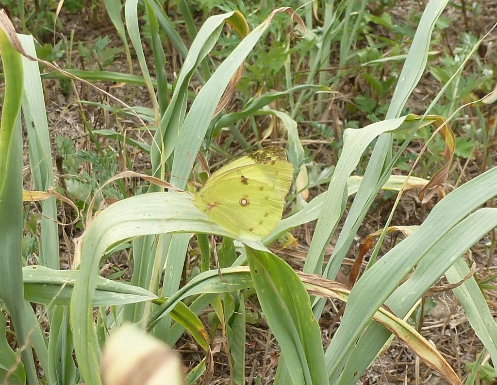 Quale Colias?  Colias crocea f. helice, femmina